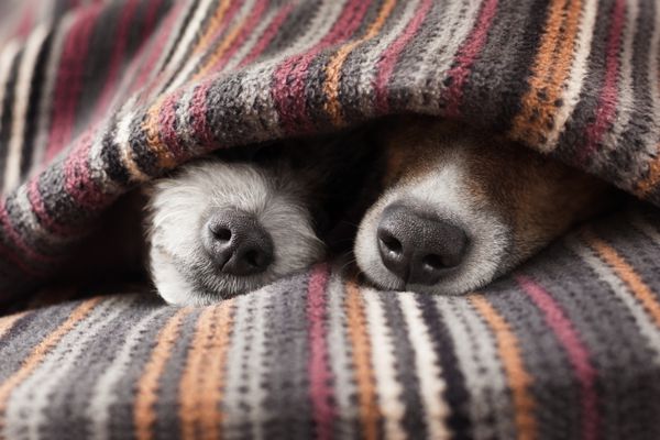چند سگ عاشق که با هم زیر پتو روی تخت می خوابند