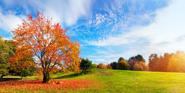 پاییز چشم انداز پاییزی با درختی پر از برگ های رنگارنگ در حال سقوط آسمان آبی آفتابی چشم انداز گسترده پانوراما تم فصلی عالی