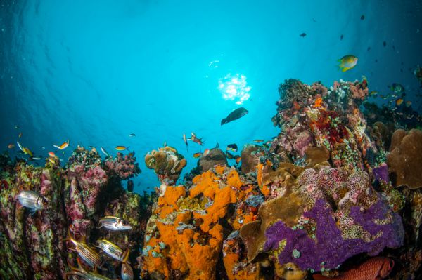 ماهی‌های مرجانی مختلف سنجاب‌ماهی‌هایی که در بالای صخره‌های مرجانی در گیلی لومبوک نوسا تنگگارا در اندونزی شنا می‌کنند اسفنج سنجاب باله نئونیفون سامارا وجود دارد