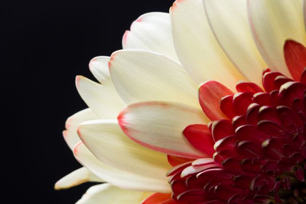 ژربرا jamesonii - گل زیبا با جزئیات ماکرو