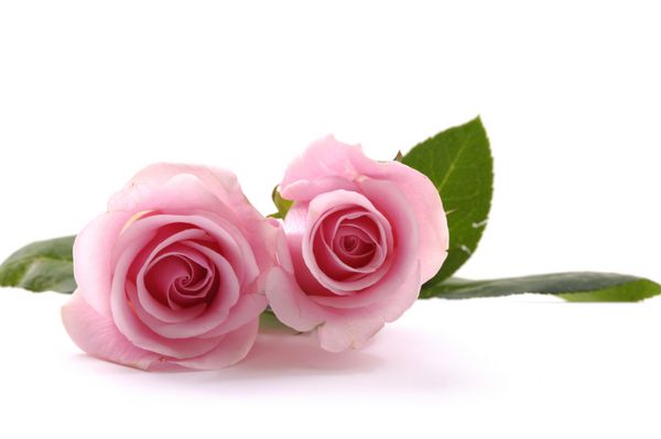 دو گل رز صورتی زیبا