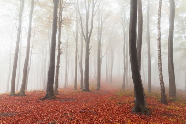 جنگل مه آلود در پاییز