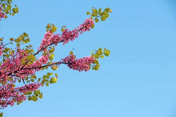 درخت شکوفه با گل های صورتی زیبا در پس زمینه آسمان آبی