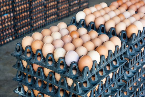 تخم مرغ از مزرعه مرغ در بسته بندی