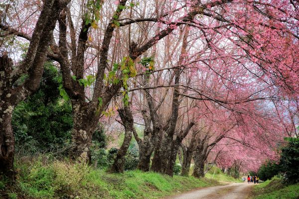 مسیر شکوفه های گیلاس در چیانگ مای تایلند