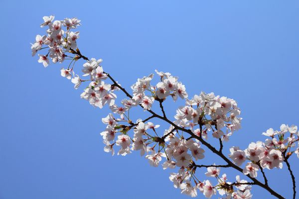 پارک اونو در توکیو ژاپن - بهار شکوفه های گیلاس ساکورا