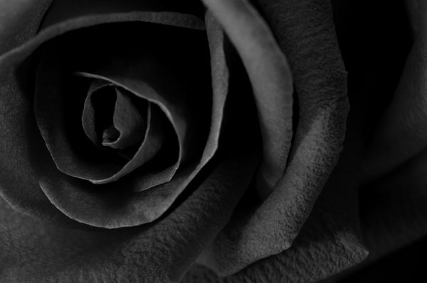 یک ماکرو نزدیک از یک گل رز پس زمینه سیاه و سفید