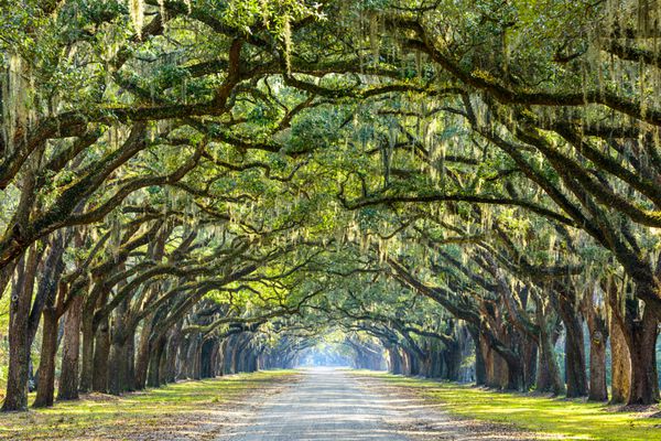 ساوانا گرجستان جاده پوشیده از درخت بلوط ایالات متحده آمریکا در مزرعه تاریخی کرم لو