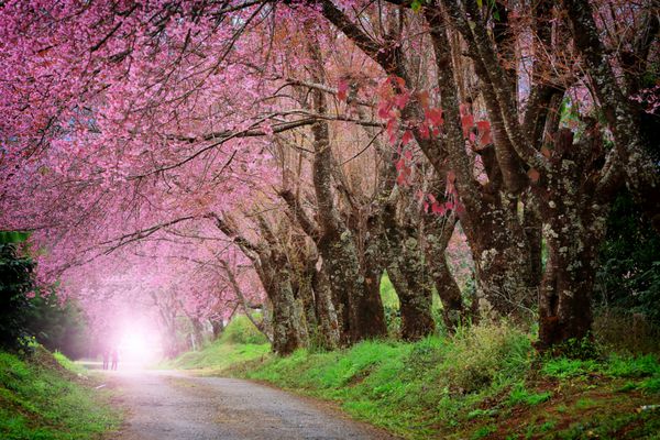 مسیر شکوفه های گیلاس در چیانگ مای تایلند