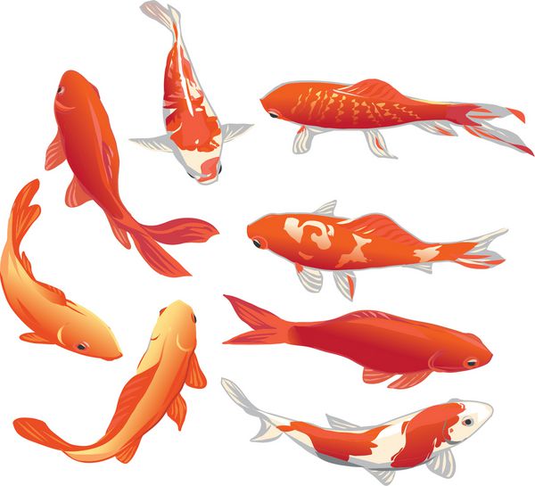 عناصر طراحی وکتور کوی ماهی قرمز و طلایی