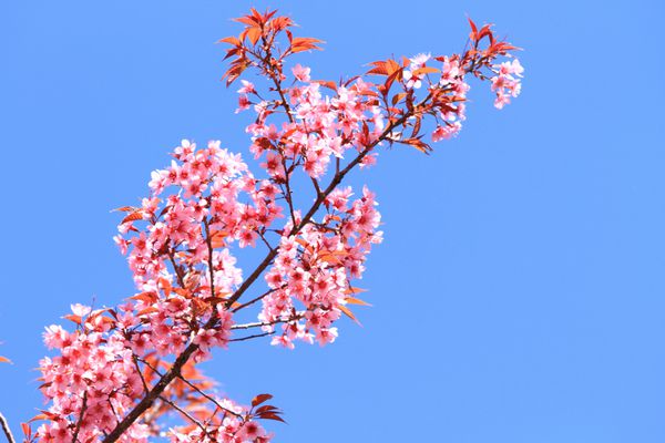 پس زمینه آسمان شکوفه های ساکورا صورتی