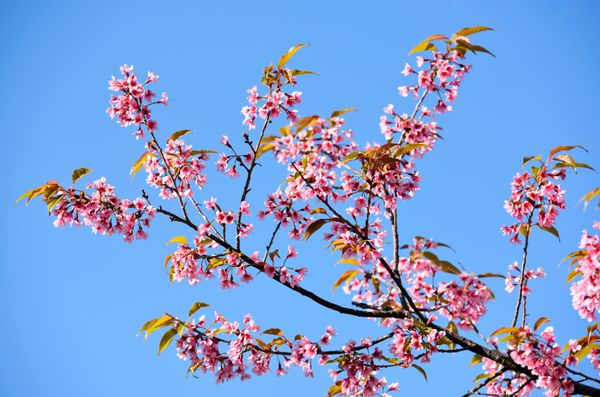 شکوفه گیلاس گل ساکورا