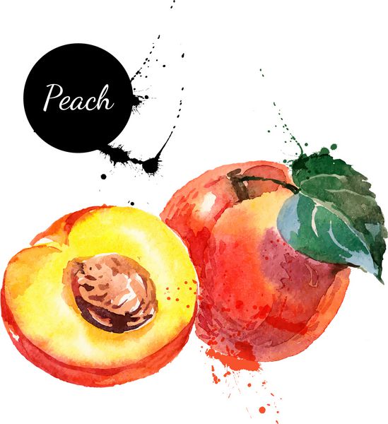 نقاشی با آبرنگ روی زمینه سفید وکتور از هلو میوه ای