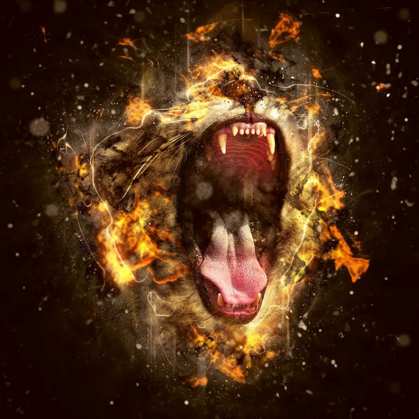 شیر پادشاه جانوران و خطرناک ترین حیوان جهان