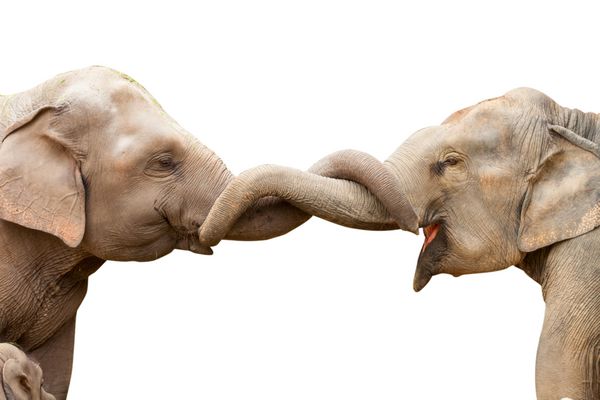 بوسیدن فیل ها نشان دهنده عشق و شفقت نسبت به یکدیگر است