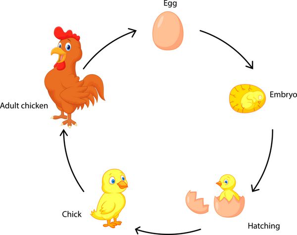 چرخه زندگی مرغ برای بچه ها
