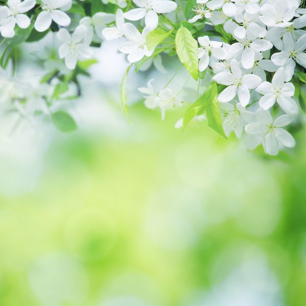 گل های گیلاس در روز آفتابی در پس زمینه سبز تار با فوکوس انتخابی