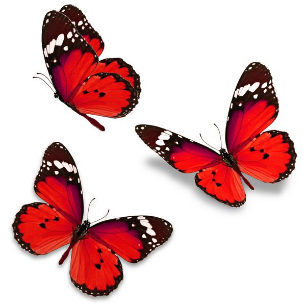 سه پروانه قرمز جدا شده در پس زمینه سفید