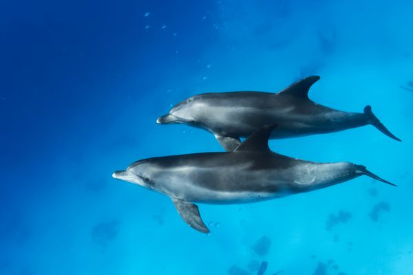 دلفین های وحشی در زیر آب الگوی طراحی حیوانات دریایی sealife