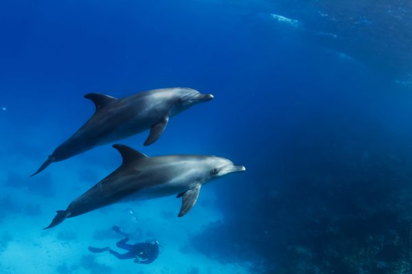 دلفین های وحشی در زیر آب الگوی طراحی حیوانات دریایی sealife