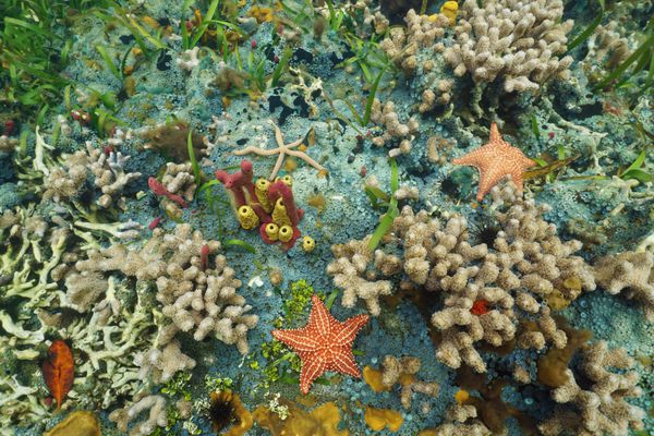 بستر دریاهای رنگارنگ در دریای کارائیب با مرجان ها ستاره های دریایی اسفنج ها و شقایق ها