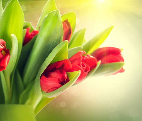 دسته گل های بهاری عید پاک دسته گل لاله قرمز زیبا هدیه زیبای روز مادر بر روی پس زمینه تار طبیعت سبز فصل بهار