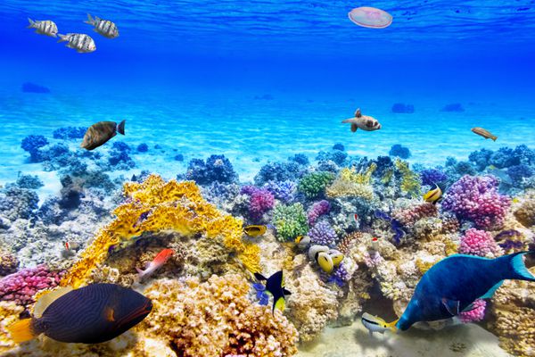 دنیای شگفت انگیز و زیبای زیر آب با مرجان ها و ماهی های گرمسیری