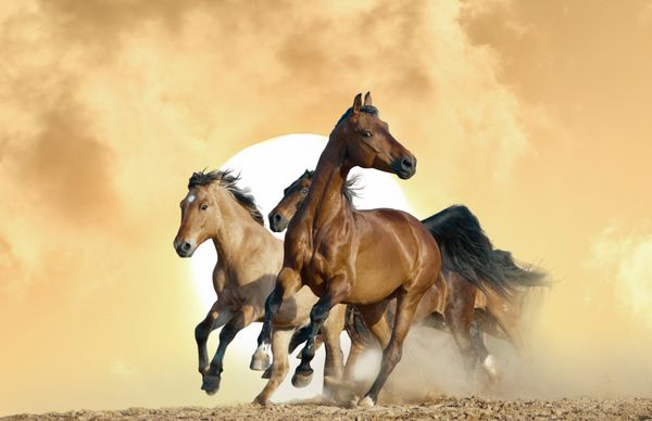 اسب ها در غروب آفتاب در طبیعت می دوند