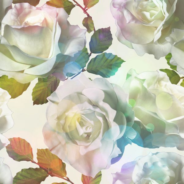 الگوی گلدار آبرنگ وینتیج هنری با گل رز سفید جدا شده در زمینه سفید با بوکه نرم