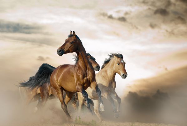  عکس اسب سفید و مشکی