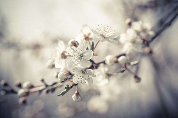 حاشیه زیبای گلهای درخت شاد طبیعت شکوفا اولین شکوفه روز آفتابی حاشیه طبیعی بهار