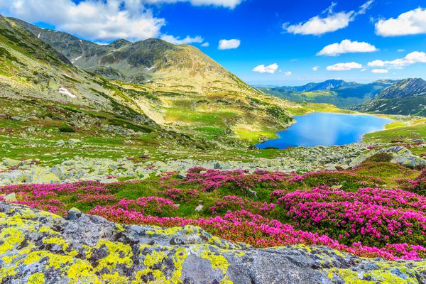 دریاچه یخچال کوه های مرتفع و گل های رودودندرون صورتی خیره کننده پارک ملی رتزات کارپات ها رومانی اروپا