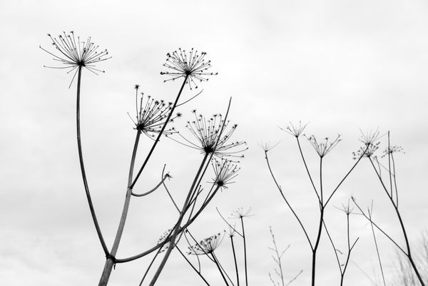 شبح های انتزاعی چترها گل آذین خشک ازگیل sosnowski heracleum sosnowskyi در پس زمینه آسمان ابری سیاه و سفید po