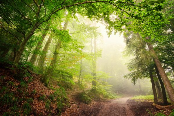 منظره جنگلی خوش منظره با یک طاق نما طبیعی بزرگ متشکل از درختان سبز در مسیری که به نور مه آلود دعوت می کند