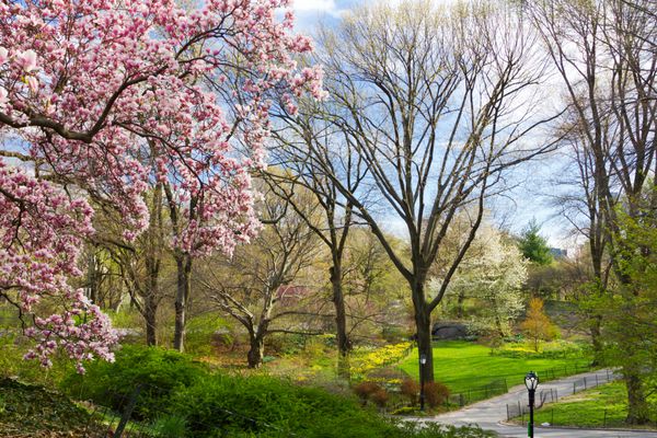 صحنه منظره بهار پارک مرکزی در شهر نیویورک