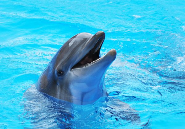 دلفین ها در استخر شنا می کنند