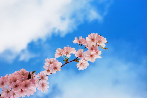 شاخه درخت گیلاس شکوفه در برابر آسمان آبی ابری
