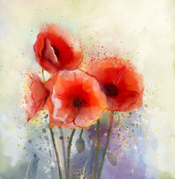 نقاشی آب رنگ قرمز گل خشخاش گل ها به رنگ ملایم و سبک تار برای پس زمینه نقاشی قدیمی گل