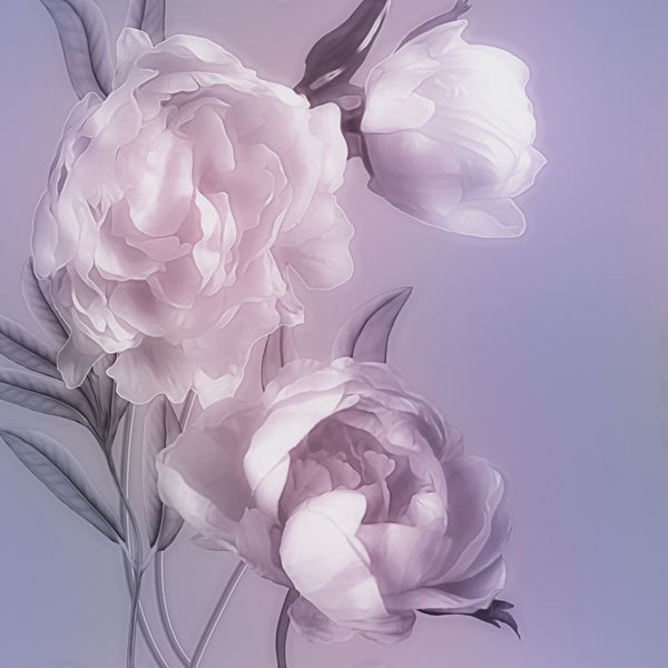 الگوی گل‌دار تار آبرنگ تک‌رنگ هنری با گل صد تومانی صورتی و سفید جدا شده روی پس‌زمینه یاسی با sp برای متن