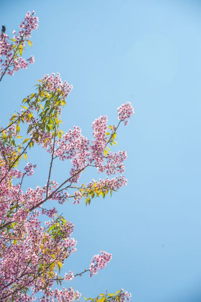 درخت زردآلو گلدار در برابر آفتاب درخشان بهاری پس زمینه روشن و رنگارنگ با رنگ های قدیمی