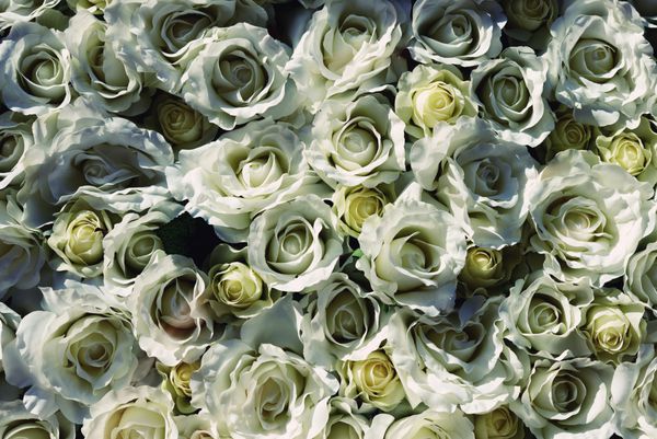 گل رز سفید یک هدیه عالی برای هر مناسبتی برای عزیزانتان است مجموعه ای شیک از رز سفید گل های تازه برای خانم ها