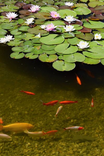 ماهی های زینتی که در برکه شنا می کنند و نیلوفرهای آبی شکوفه می دهند