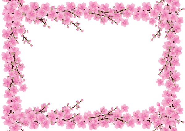 ساکورا پس‌زمینه بهاری گل‌های صورتی شکوفه‌های گیلاس سفید با کپی تصویر وکتور حاشیه گوشه گل‌های جدا شده