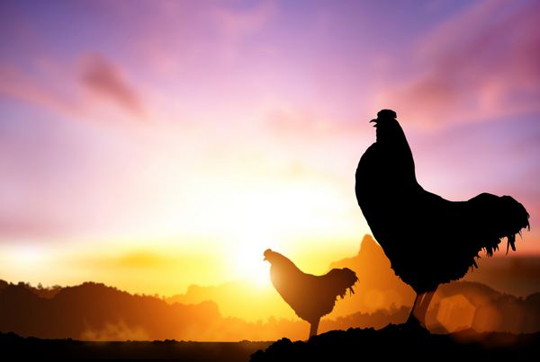 مفهوم سال جدید 2017 شبح مرغ در طلوع خورشید