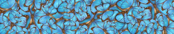 پس زمینه انتزاعی پانوراما پروانه های استوایی مورفو منلائوس