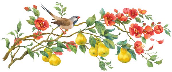 شاخه ای با گل میوه و پرنده به ژاپنی و فنچ علف دم دراز جدا شده در زمینه سفید