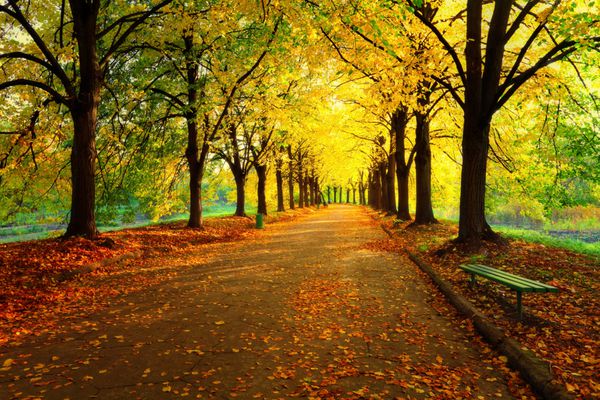 پاییز در پارک شهر برگ های رنگارنگ در نور خورشید نیمکت خالی نزدیک درخت صحنه زیبایی طبیعت در فصل پاییز