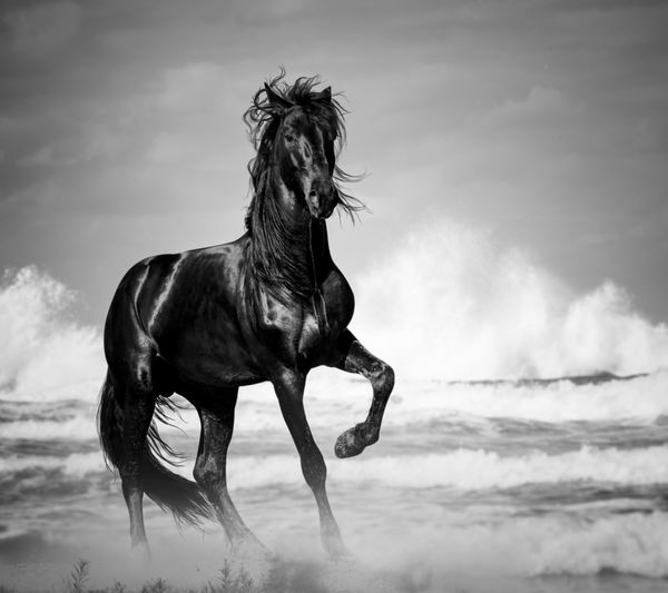 اسب نر سیاه در کنار دریا در طبیعت