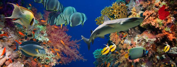 ماهی آنتیاس استوایی با مرجان های آتش خالص و کوسه در صخره های دریای سرخ در زیر آب