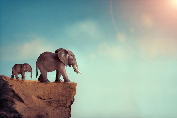 خانواده فیل مفهوم انقراض در لبه صخره